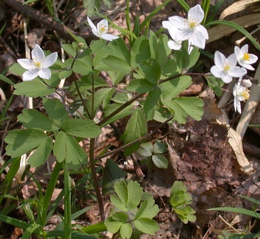 Isopyrum thalictroides