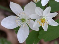 Isopyrum thalictroides