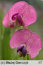 Lathyrus sylvestris (groszek leśny)