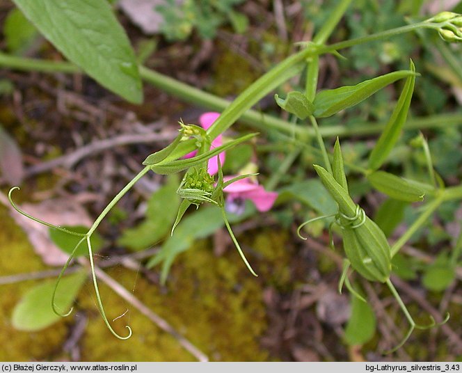 Lathyrus sylvestris (groszek leśny)