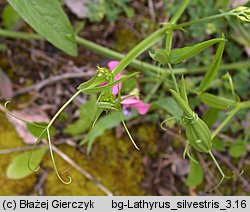 Lathyrus sylvestris (groszek leśny)