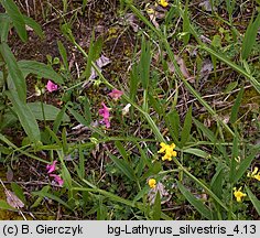 Lathyrus sylvestris (groszek leśny)