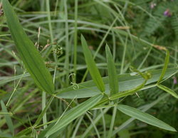 Lathyrus sylvestris