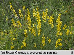 Lembotropis nigricans (szczodrzyk czerniejący)