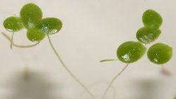 Lemna minor