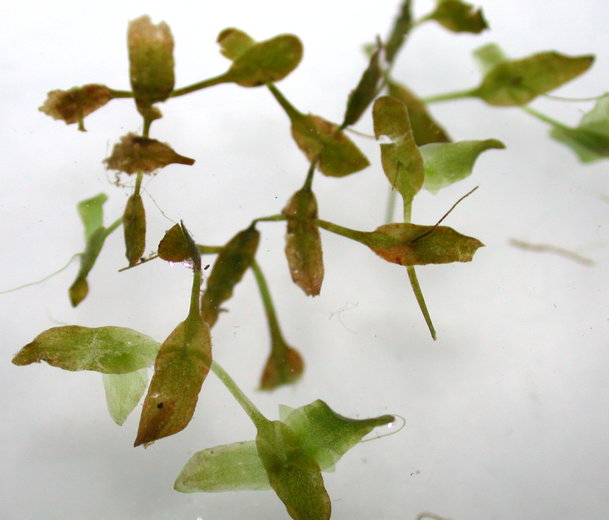 Lemna trisulca e 1 