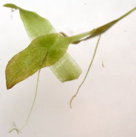 Lemna trisulca e 1 