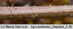 Leontodon hispidus (brodawnik zwyczajny)