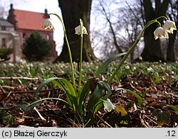 Leucojum vernum (śnieżyca wiosenna)