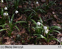 Leucojum vernum (śnieżyca wiosenna)