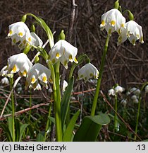 Leucojum vernum (śnieżyca wiosenna)