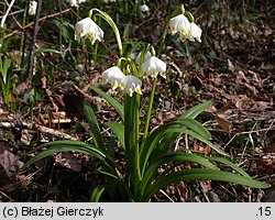 Leucojum vernum (śnieżyca wiosenna)