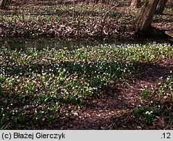 Leucojum vernum (śnieżyca wiosenna)