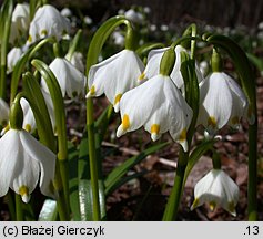 Leucojum vernum (śnieżyca wiosenna)