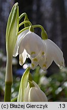 Leucojum vernum (śnieżyca wiosenna)