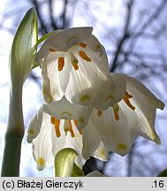 Leucojum vernum (śnieżyca wiosenna)