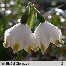 Leucojum vernum (śnieżyca wiosenna)