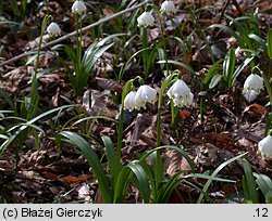 Leucojum vernum (śnieżyca wiosenna)