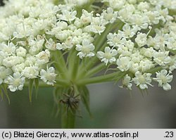 Libanotis pyrenaica (oleśnik górski)