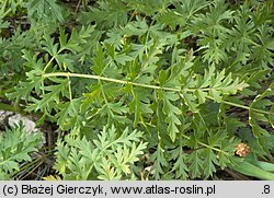 Libanotis pyrenaica (oleśnik górski)