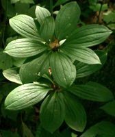 Lilium martagon