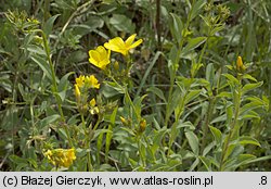 Linum flavum (len złocisty)