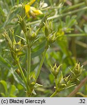 Linum flavum (len złocisty)