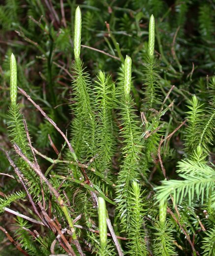 Lycopodium annotinum (widłak jałowcowaty)