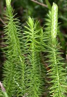 Lycopodium annotinum (widłak jałowcowaty)