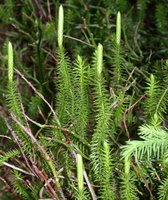 Lycopodium annotinum (kolcowidłak jałowcowaty)