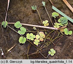 Marsilea quadrifolia (marsylia czterolistna)