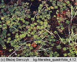 Marsilea quadrifolia (marsylia czterolistna)