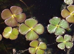 Marsilea quadrifolia