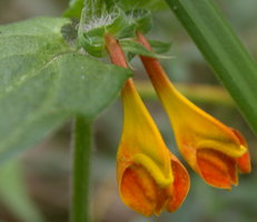 Melampyrum nemorosum