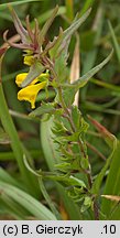 Melampyrum sylvaticum (pszeniec leśny)