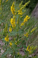 Melilotus officinalis