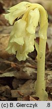 Monotropa hypopitys (korzeniówka pospolita)