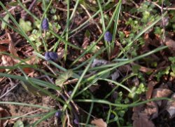 Muscari neglectum