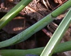 Muscari neglectum