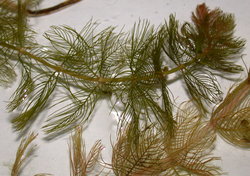 Myriophyllum spicatum