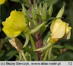 Oenothera rubricaulis (wiesiołek czerwonołodygowy)
