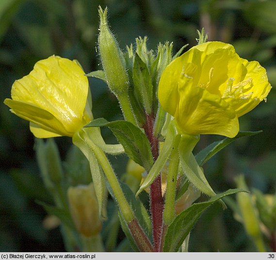 Oenothera rubricaulis (wiesiołek czerwonołodygowy)