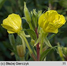 Oenothera rubricaulis (wiesiołek czerwonołodygowy)
