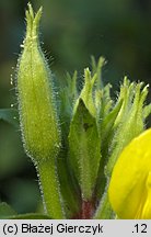 Oenothera rubricaulis (wiesiołek czerwonołodygowy)