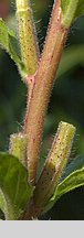 Oenothera rubricaulis (wiesiołek czerwonołodygowy)