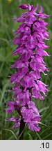 Orchis mascula ssp. signifera (storczyk męski nakrapiany)