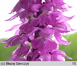 Orchis mascula ssp. signifera (storczyk męski nakrapiany)