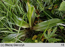 Orchis mascula ssp. signifera (storczyk męski nakrapiany)