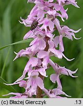 Orchis mascula ssp. signifera (storczyk męski nakrapiany)