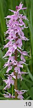 Orchis mascula ssp. signifera (storczyk męski nakrapiany)